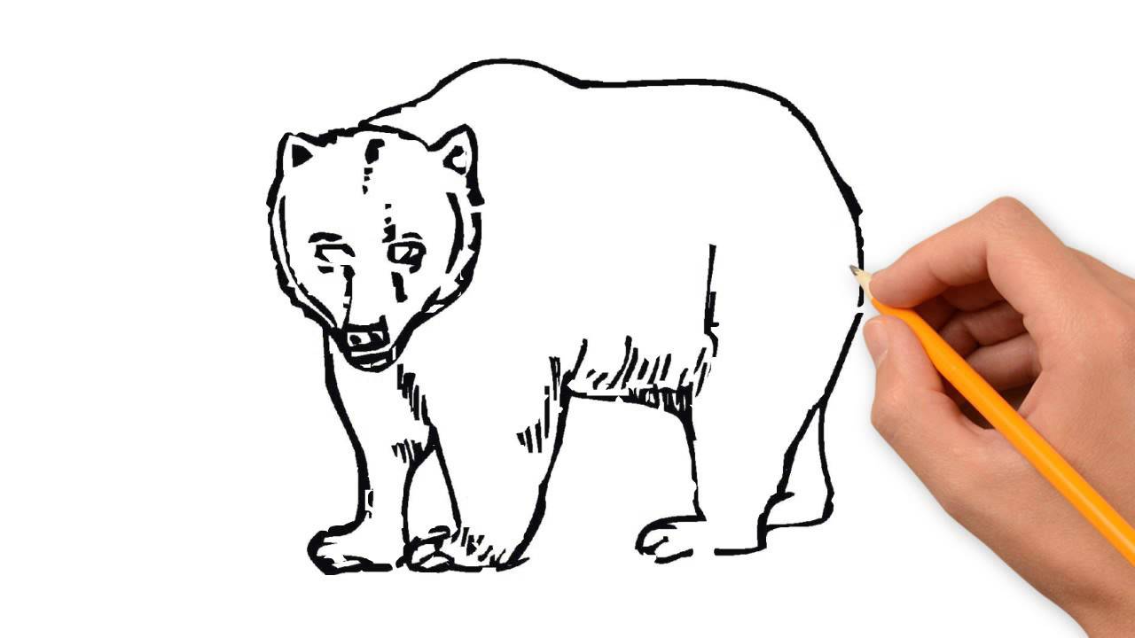 1280x720 Bear Animals Pencil To Draw Step