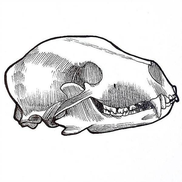 600x600 Bear Skull