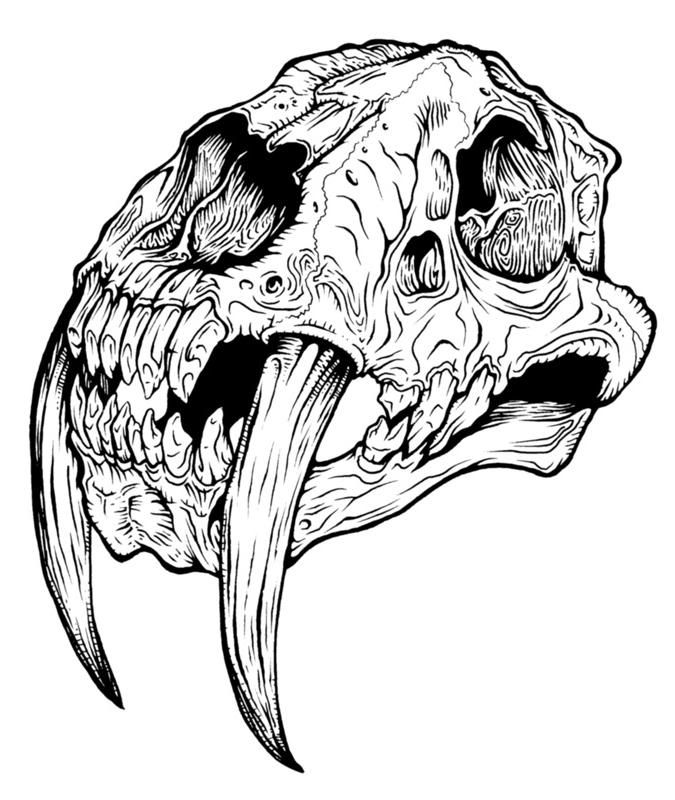 675x800 Sabertooth Tiger Bears Craneo Dibujo, Tatuajes, Calaveras
