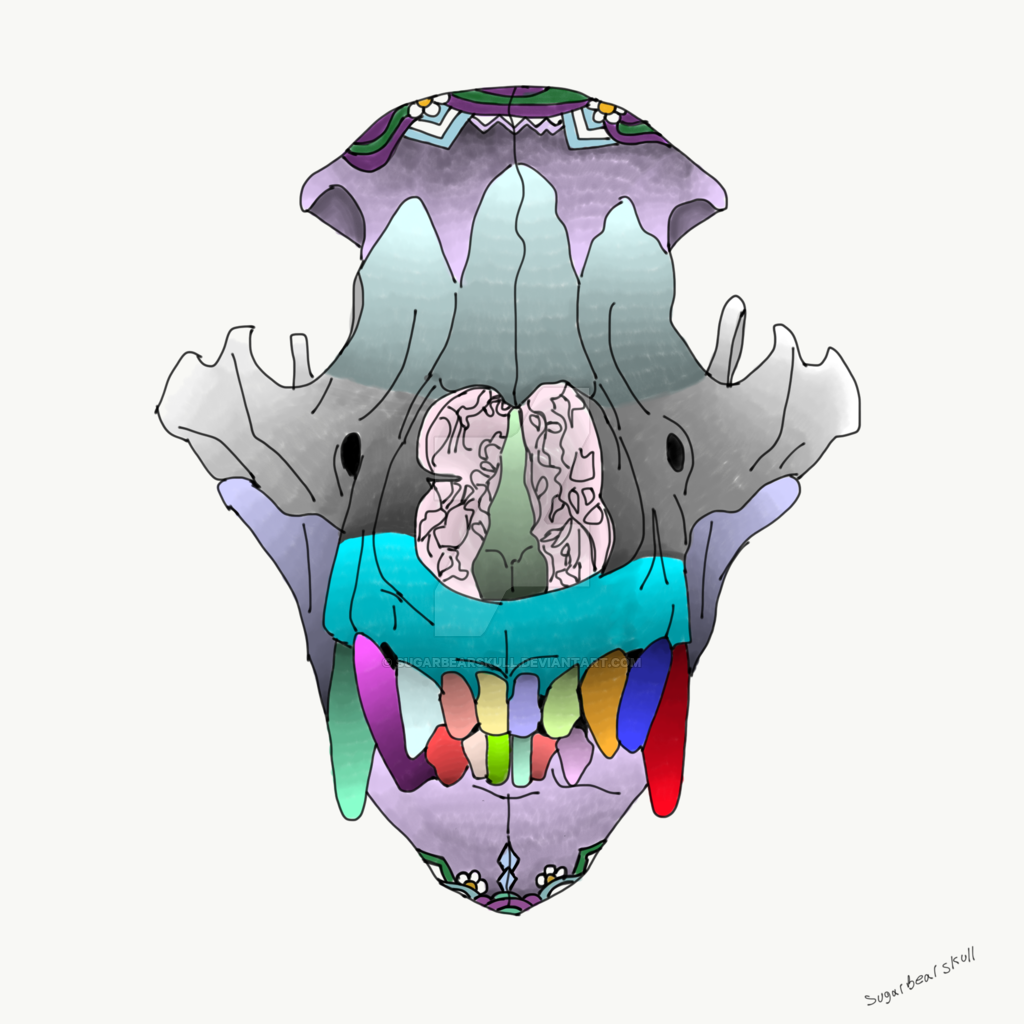 1024x1024 Bear Skull