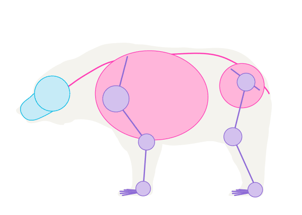 600x428 How To Draw Animals Bears And Pandas, And Their Anatomy