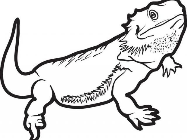Bearded Dragon Drawing | Free download on ClipArtMag
