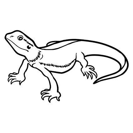 Bearded Dragon Drawing | Free download on ClipArtMag