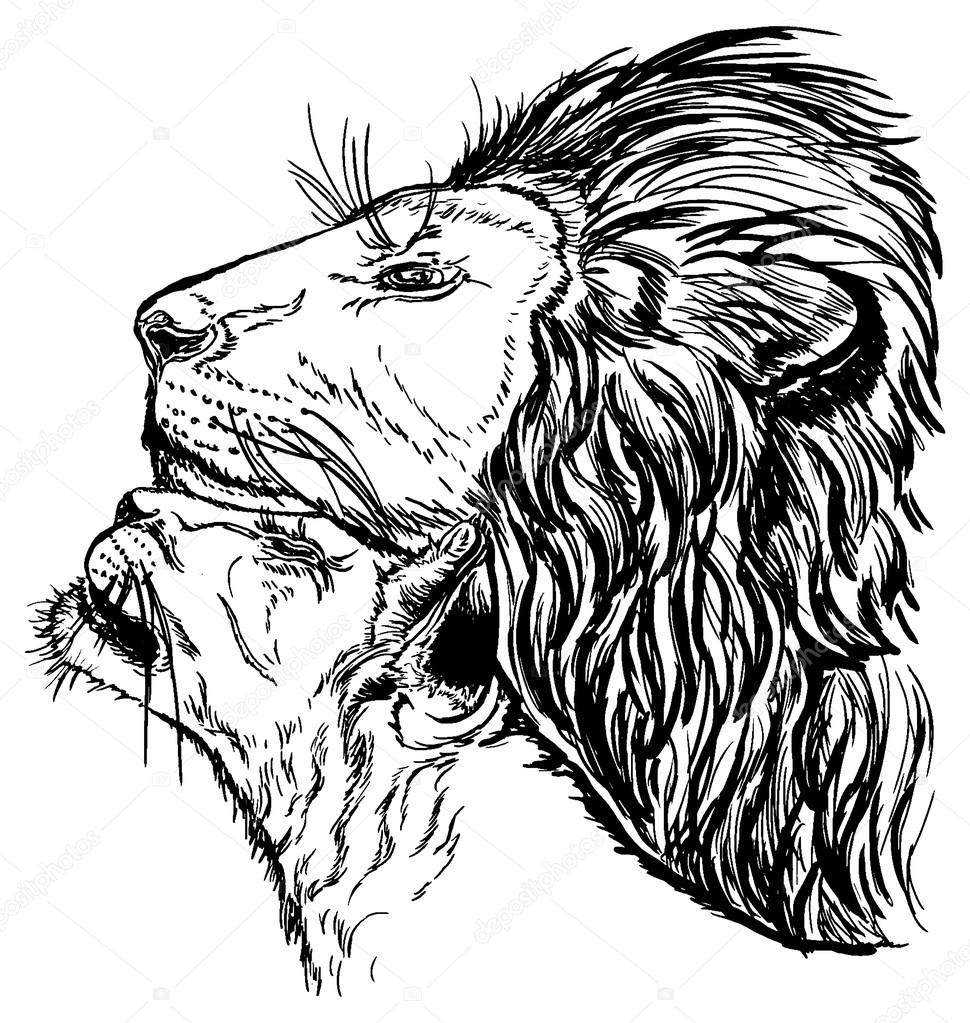 970x1023 Lioness Drawing Beast For Free Download