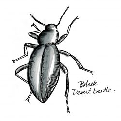 250x250 Big Beetle Drawing Charcoal Beatles Band Free Car Vw Cutaway