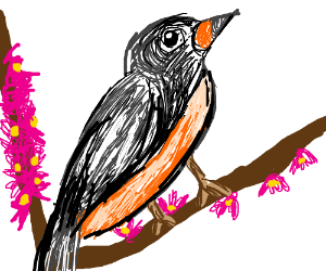 300x250 Free Draw Pio