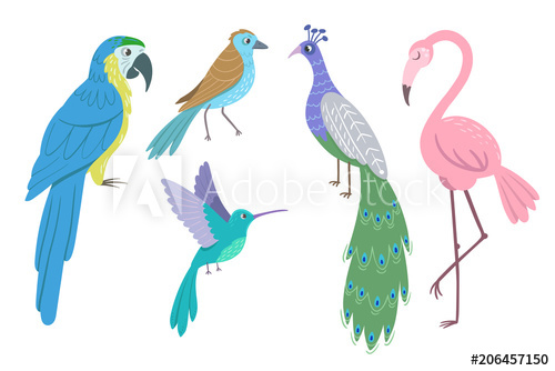500x334 Set Of Beautiful Birds On White Background Peacock, Parrot Ara