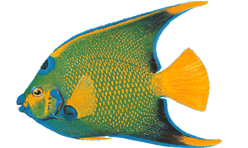 500x300 Collection Of Free Angelfish Drawing Rock Beauty Download On Ui Ex