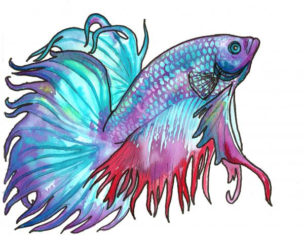 600x464 How To Draw A Beautiful Fish