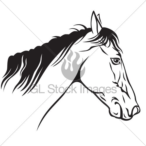 500x500 Horses Muzzle Profile Gl Stock Images