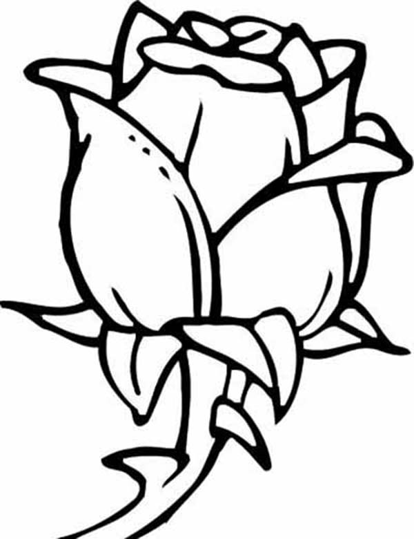 600x780 Rose Flower For Beautiful Lady Coloring Page