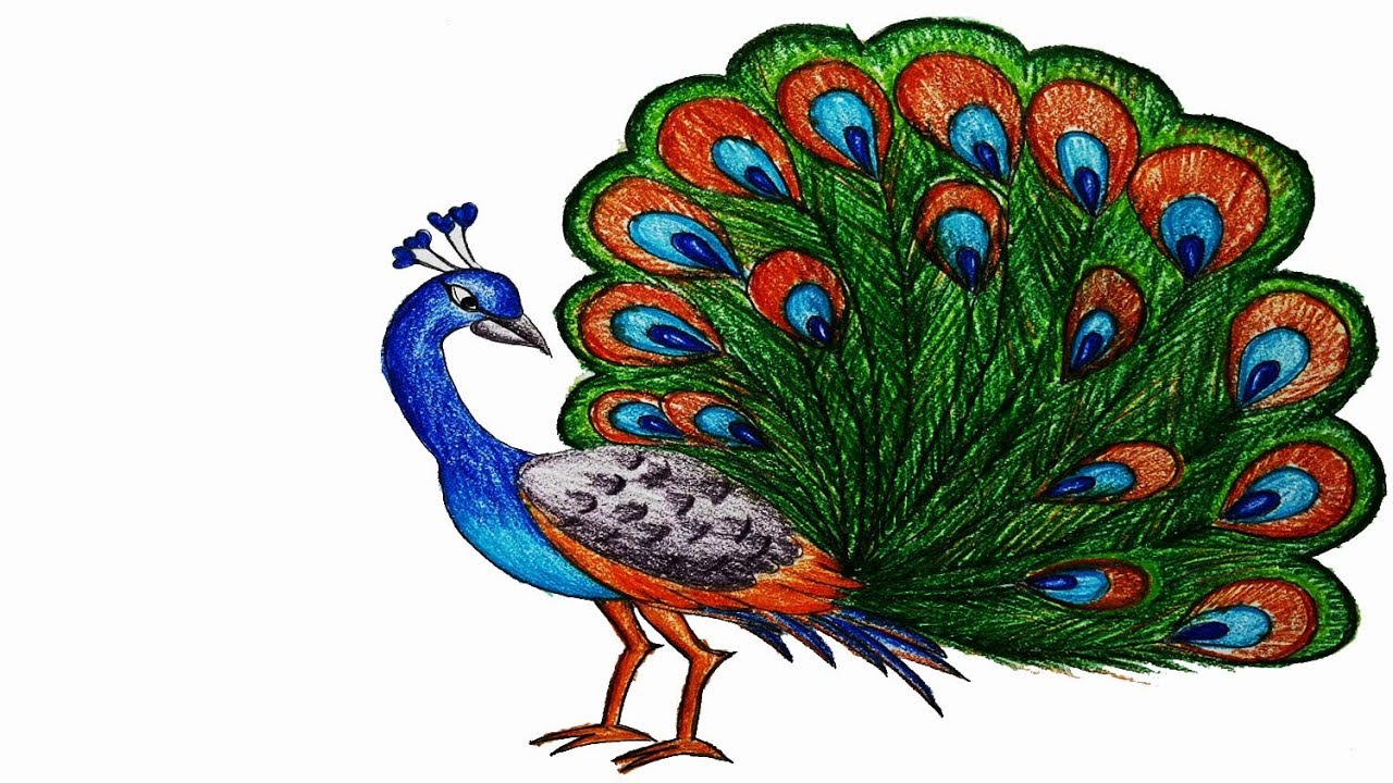 1280x720 How To Draw A Peacock Step