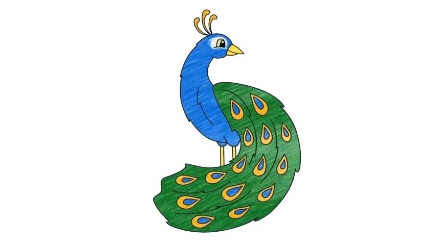 854x480 How Do You Draw A Peacock