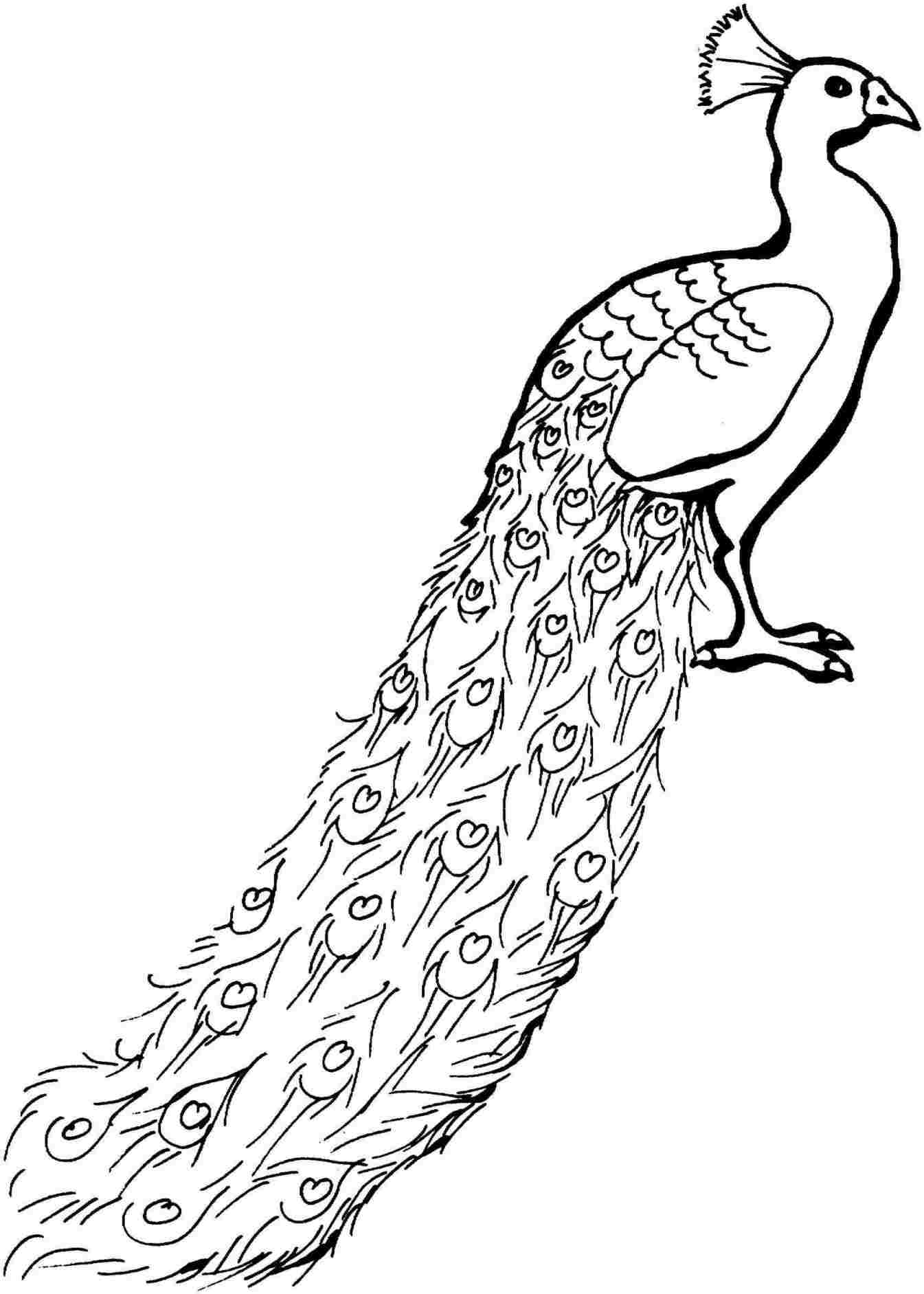 1345x1883 Peacock Drawing