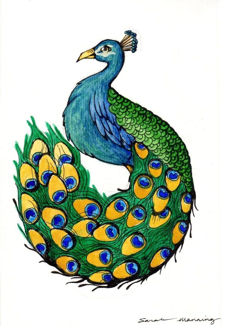 743x1076 Beautiful Peacock Cartoon Outline Drawing