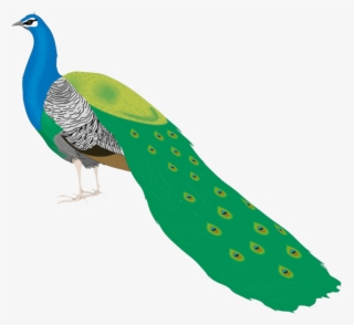 320x294 Beautiful Peacock Images For Drawing Transparent Png