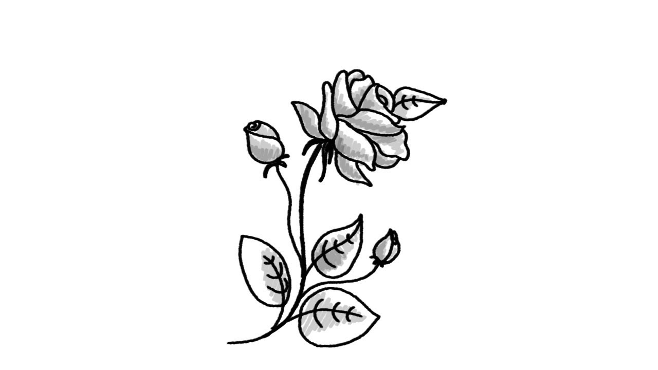 1280x720 How To Draw A Beautiful Rose Flower Step