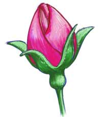 200x228 how to draw a rosebud