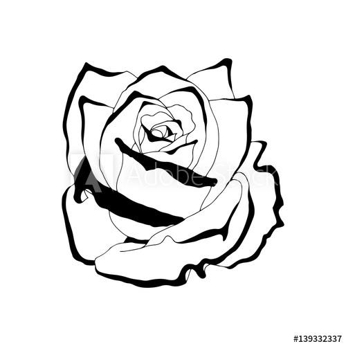 500x500 Beautiful Rose Flower Isolated Hand Drawn Spring Color Flower