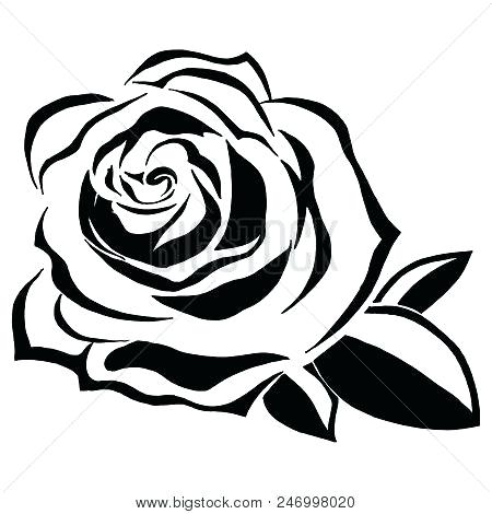 450x470 Pictures Of Hand Drawn Roses