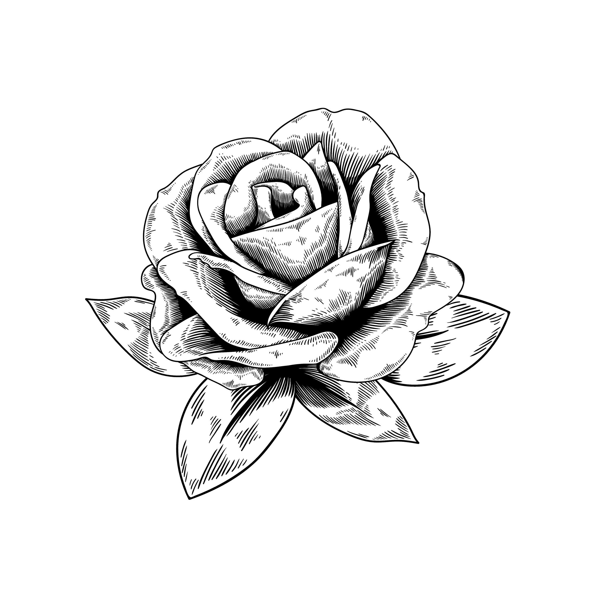 2400x2400 A Beautiful Rose Vector Free Vectors Vector Free, Free Vector