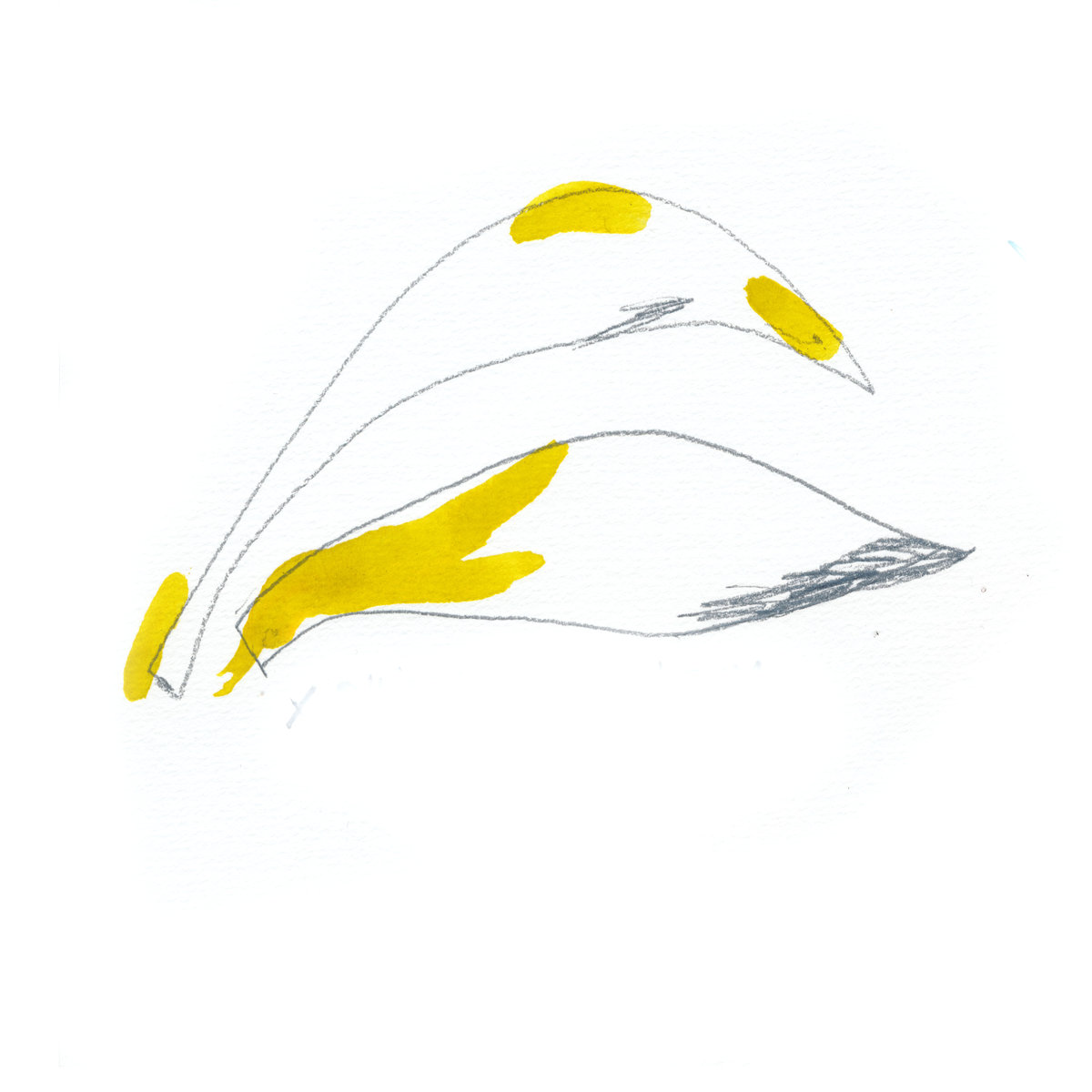 1200x1200 Sunset Dauw