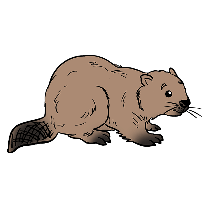 680x678 How To Draw A Beaver