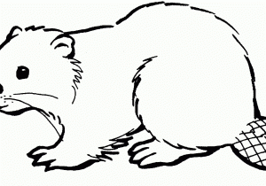 300x210 drawing of a beaver drawing beaver drawing