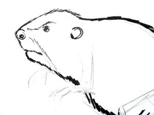 300x225 How To Draw A Beaver