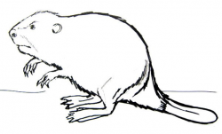 250x151 Beaver Clipart Muskrat, Picture
