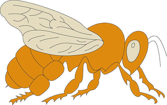 640x401 Bee, Cartoon, Drawing, Transparent Png Image Clipart Free Download