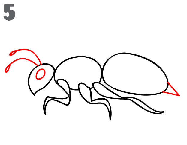 623x485 How To Draw A Bee