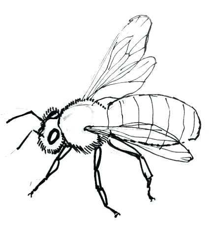 435x461 Honey Bee Drawing For Kids