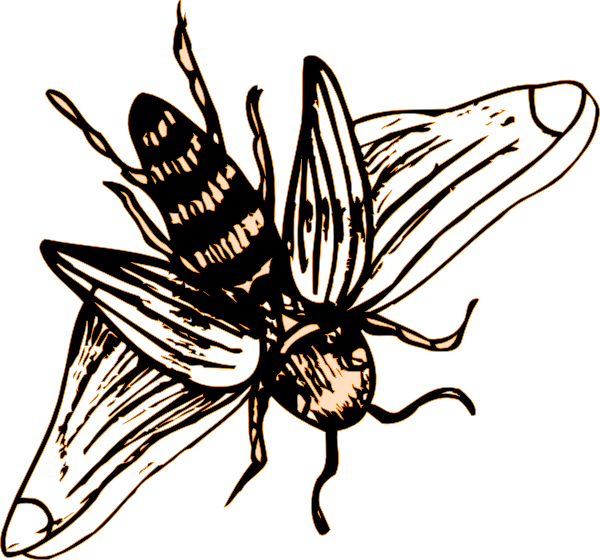 600x560 Bee Drawing Clip Art