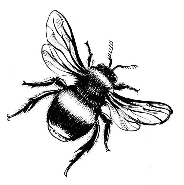 611x612 Bee Lineart Free Download