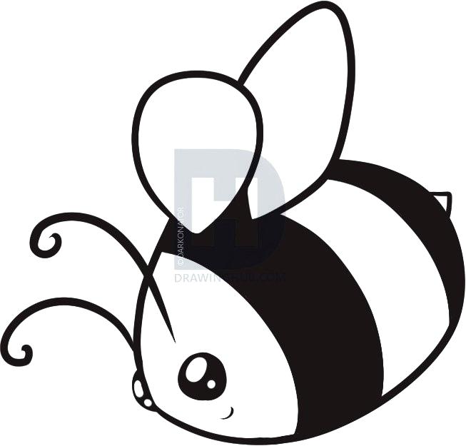 653x625 Drawing Of Bee Bee Drawing Of Beef Cuts