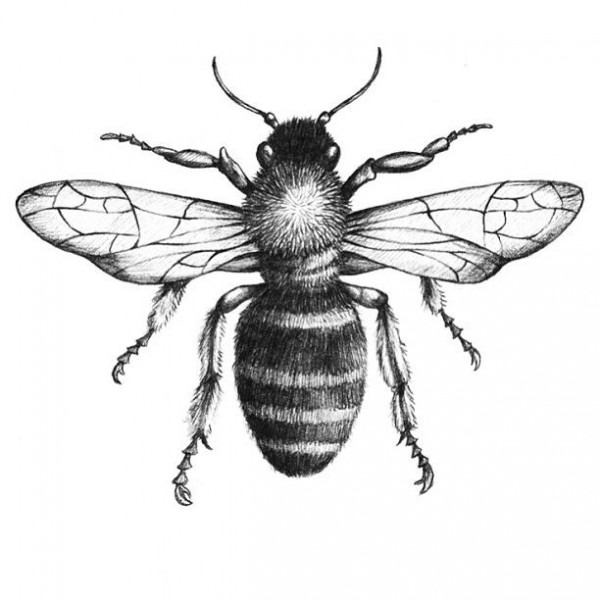 600x600 Huge Collection Of 'bumblebee Line Drawing' Download More Than