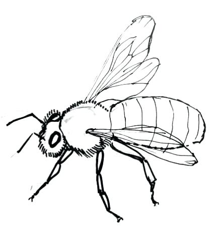 435x461 A Drawing Of A Bee Running