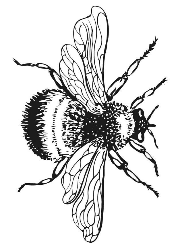 620x875 bumble bee drawing clipart best traceables bee drawing, bee