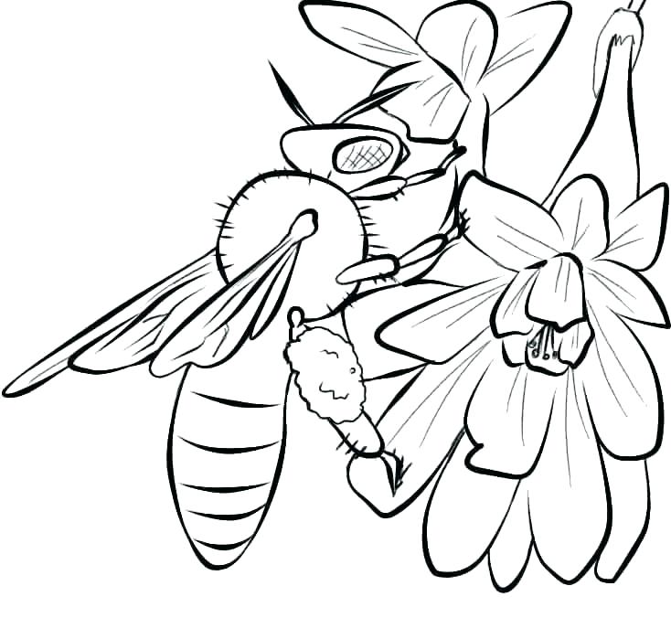 734x676 Coloring Pages Draw A Bee