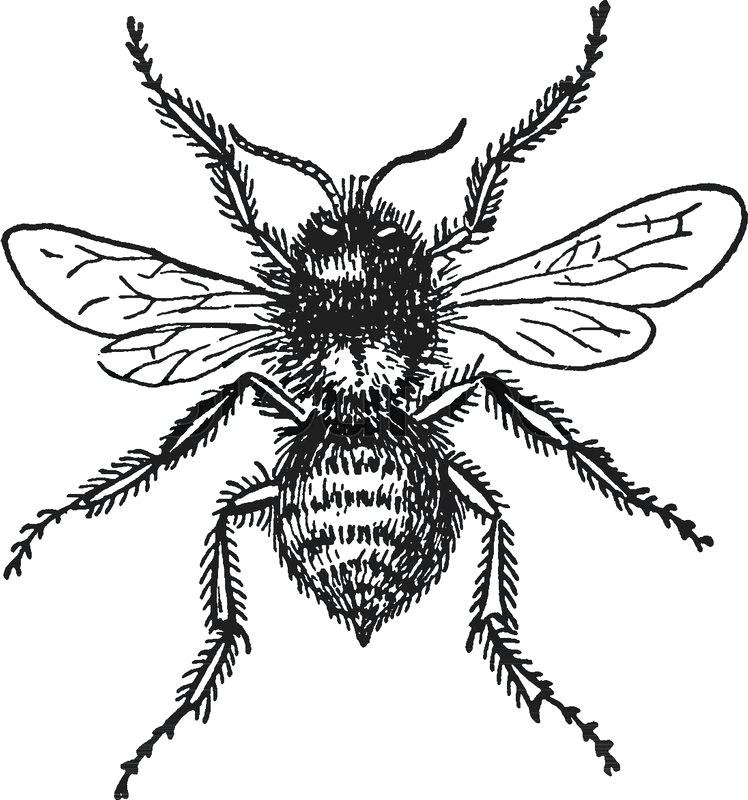 748x800 bumblebee drawings bumblebee transformer simple drawing