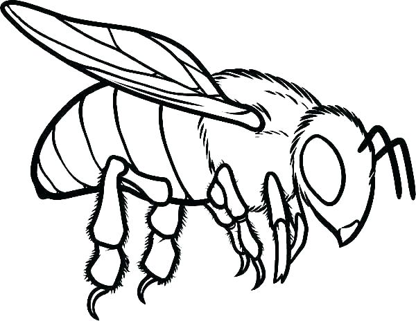 600x464 Drawings Of Bumble Bees Bumble Bee Outline How To Draw How To Draw