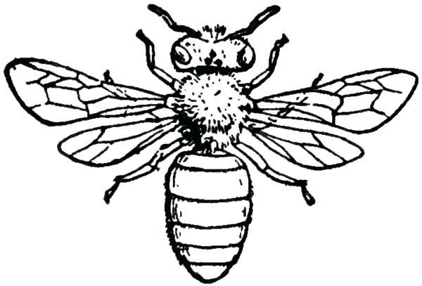 600x407 Huge Collection Of 'bee Line Drawing' Download More Than