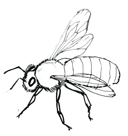 Bee Simple Drawing | Free download on ClipArtMag