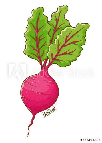 357x500 beetroot vegetable hand drawing