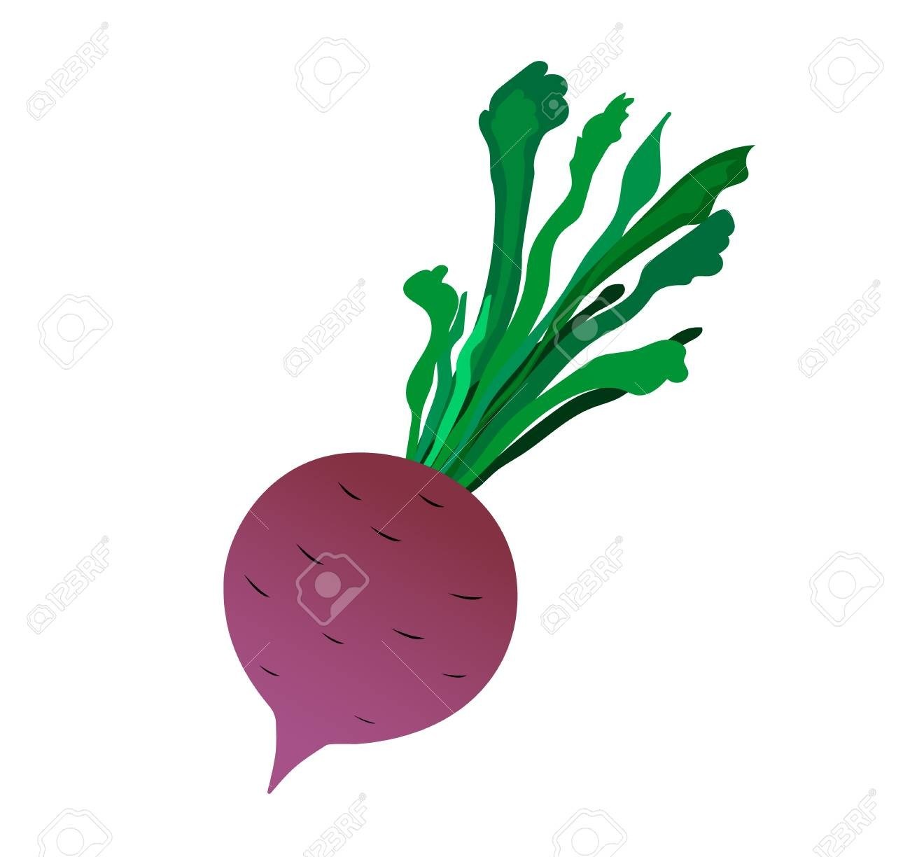 1300x1224 drawing beetroot benefits new zealand beet root