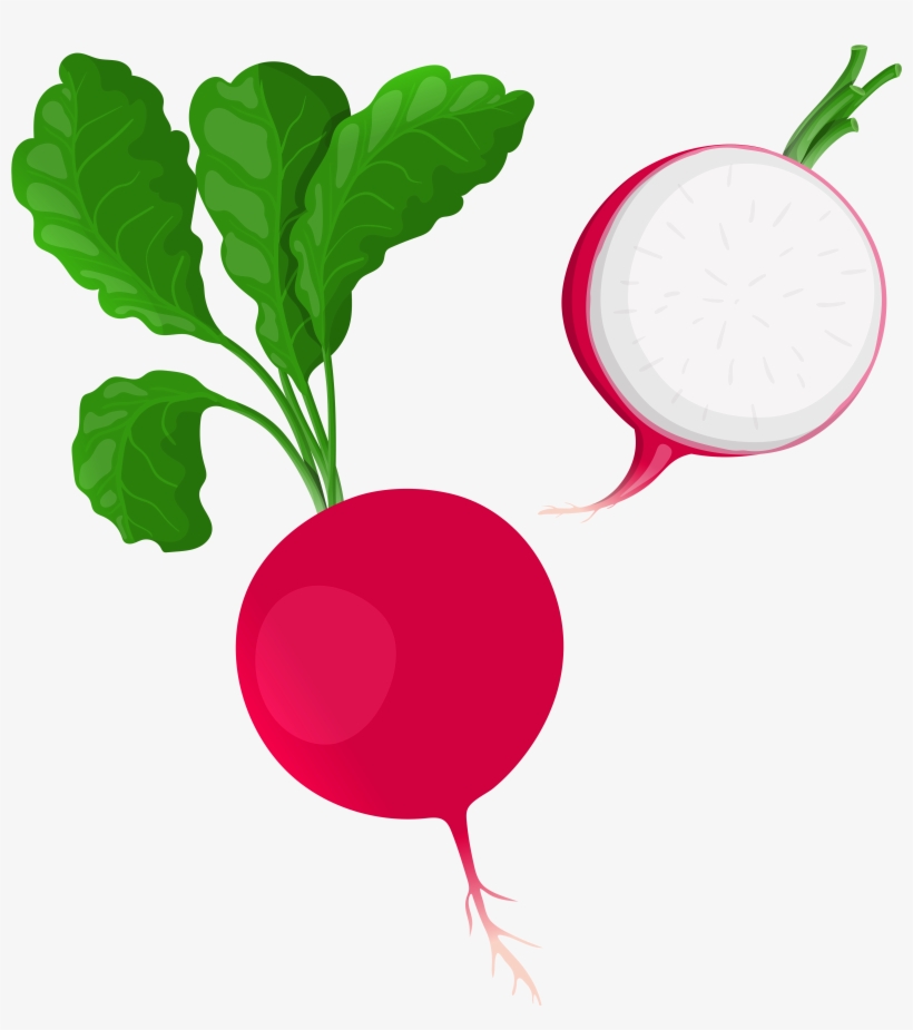 820x925 radish drawing beetroot