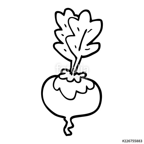 500x500 line drawing cartoon beetroot stock image and royalty free vector