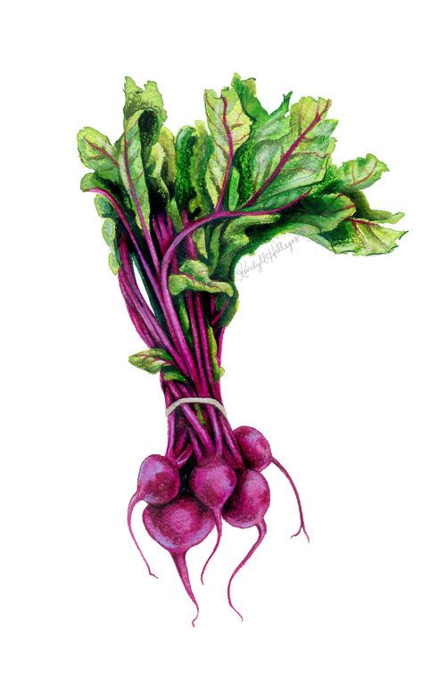 500x771 beet bunch watercolor and colored pencil illustration