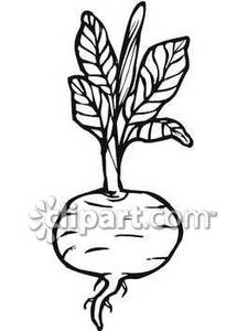 225x300 beet clipart black and white